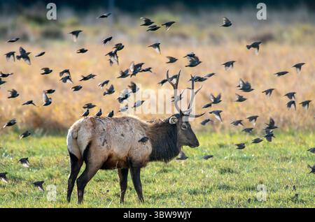 18 novembre 2020, Reedsport, Oregon, États-Unis : un troupeau d'étourneaux survolent un wapiti taureau sauvage de Roosevelt au Bureau of Land Management Dean Creek Wildlife Viewing Area près de Reedsport dans le sud-ouest de l'Oregon. (Crédit image : © Robin Loznak/ZUMA Wire) Banque D'Images