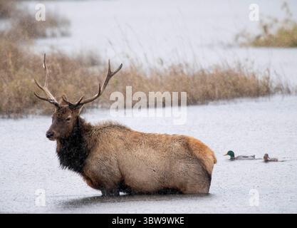 18 novembre 2020, Reedsport, OREGON, États-Unis : un wapiti roosevelt sauvage traverse un marais pendant une averse de pluie au Bureau of Land Management Dean Creek Wildlife Viewing Area près de Reedsport dans le sud-ouest de l'Oregon. (Crédit image : © Robin Loznak/ZUMA Wire) Banque D'Images
