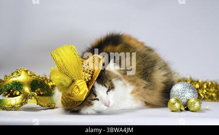 Chat méchant dans un chapeau de carnaval jaune avec un noeud de paillettes et une plume à côté d'un masque et des boules de Noël Banque D'Images