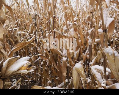 19 octobre 2020, South Sioux City, NEBRASKA, États-Unis : une légère neige est tombée dans l'ouest de l'Iowa et l'est du Nebraska vue sur les cultures de maïs près de South Sioux City, Nebraska, lundi 19 octobre 2020. Avec une sécheresse qui sévit toujours dans certaines parties de l’Iowa, une tempête estivale de derecho qui a détruit une grande partie d’une récolte dans le centre et à pâques de l’Iowa et des problèmes économiques impliquant la Chine et les tarifs douaniers encore en vigueur, les agriculteurs pourraient avoir à s’inquiéter de sortir une récolte si l’hiver arrive trop tôt dans le cœur du pays. (Crédit image : © Jerry Mennenga/ZUMA Wire) Banque D'Images
