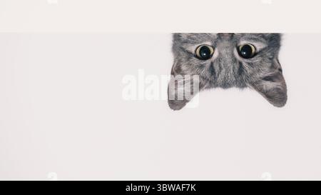 Chat tabby argenté regarde derrière un mur blanc sur fond clair Banque D'Images