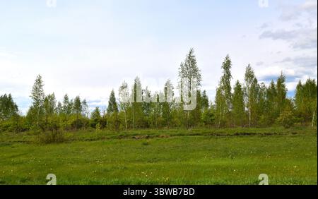 Jeunes bouleaux au début du printemps, nature russe Banque D'Images