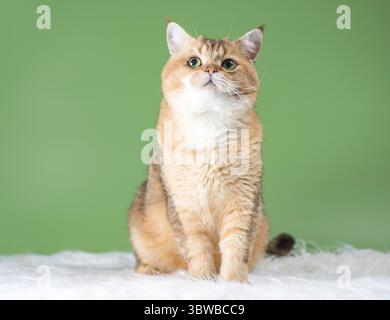 Chat adulte réfléchi de la race britannique de la couleur chinchilla dorée assis sur un tapis en fausse fourrure blanche sur un fond vert et regardant vers le haut Banque D'Images