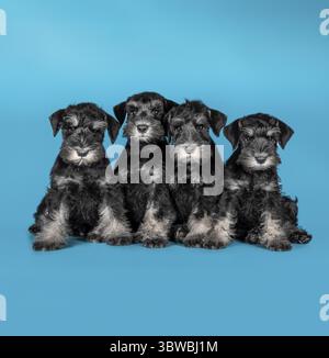Quatre chiots Schnauzer miniatures de race pure assis sur un fond bleu Banque D'Images