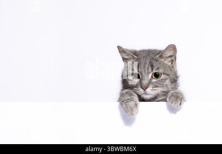 Chat tabby argenté aux yeux jaunes regarde au-dessus d'un mur blanc appuyé sur ses pattes sur fond clair Banque D'Images