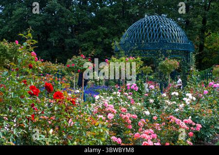 26 septembre 2009, New York, New York, États-Unis : ROSERAIE PEGGY ROCKEFELLER ou roseraie Cranford au Brooklyn Botanical Garden, Brooklyn, NY. (crédit image : © Sergi Reboredo/ZUMA Wire) Banque D'Images