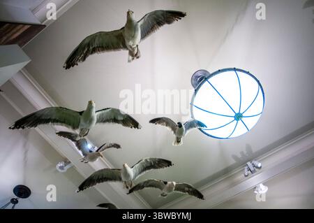 26 septembre 2009, New York, New York, États-Unis : exposition de mouettes au Museum of Natural History dans le quartier Upper West Side de New York, adjacent à Central Park, New York, États-Unis. (Crédit image : © Sergi Reboredo/ZUMA Wire) Banque D'Images
