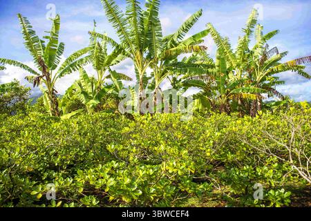 17 mars 2015, Polynésie française : palmiers à la route de ceinture, Tahiti Nui, Îles de la Société, Polynésie française, Pacifique Sud. (Crédit image : © Sergi Reboredo/ZUMA Wire) Banque D'Images