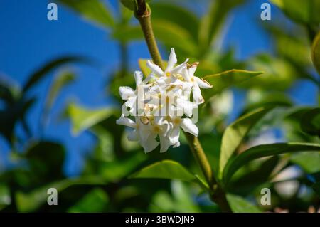 Close-up de fleurs de jasmin étoilé blanc épanouies contre un ciel bleu. Banque D'Images