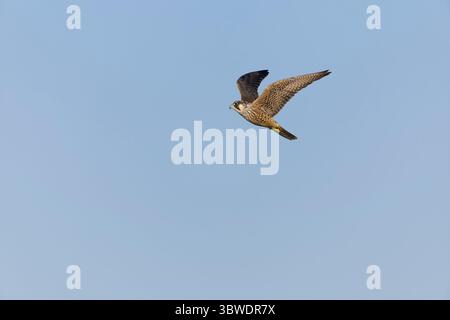 Faucon pèlerin Falco peregrinus, vol juvénile, Suffolk, Angleterre, juin Banque D'Images