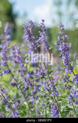 Fleurs violettes de Salvia officinalis qui fleurissent dans le jardin Banque D'Images