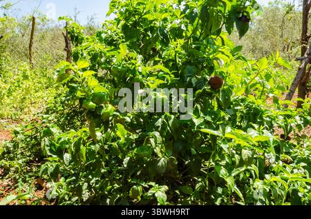 Arbre à chapeau écossais en chocolat Banque D'Images
