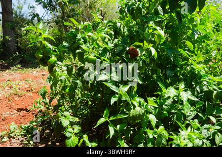 Gros plan sur Scotch Bonnet Tree Banque D'Images