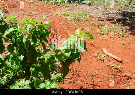 Branche d'arbre Scotch Bonnet Banque D'Images
