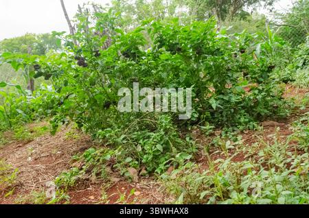 Arbre Scotch Bonnet au chocolat avec des fruits Banque D'Images