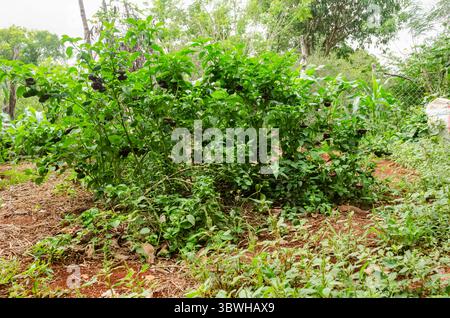 Plante de poivre avec poivrons Banque D'Images