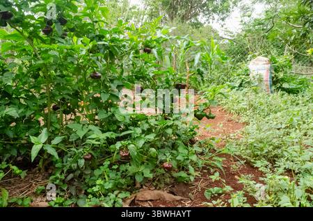 Fruits Scotch Bonnet sur arbre Banque D'Images