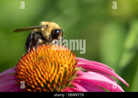 Gros plan de Bumblebee (Bombus bimaculatus) se nourrissant de fleurs de cône avec un fond flou Banque D'Images