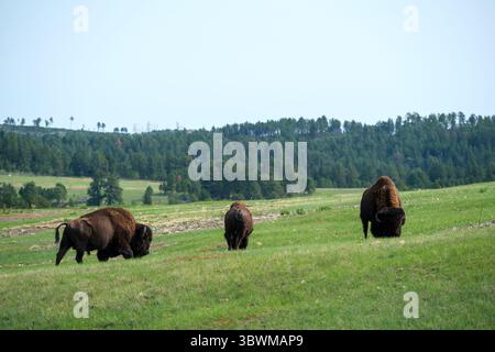 Trois bisons d'Amérique se dressent ensemble dans les Black Hills du Dakota du Sud, symbolisant la faune indigène et le paysage emblématique de l'Ouest américain. Banque D'Images