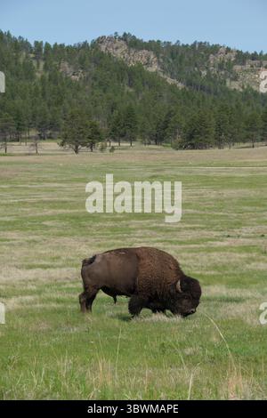 Un seul bison d'Amérique se dresse sur une prairie d'herbes hautes dans le Dakota du Sud, représentant la faune indigène de l'écosystème des prairies des grandes Plaines. Banque D'Images