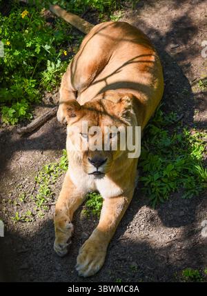 Une lionne se trouve sur un sol ensoleillé entouré de verdure dans le kraï de Primorsky, extrême-Orient russe. Son regard est calme et intense sous des taches de lumière et de sh Banque D'Images