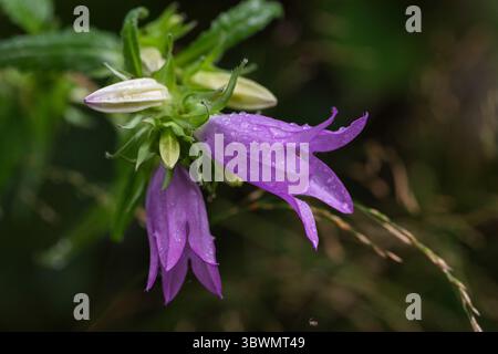 Gros plan de chellesol sauvage avec des gouttes de rosée, mettant en valeur des pétales violets vibrants et du calice vert - image idéale pour la nature florale, printanière ou estivale Banque D'Images