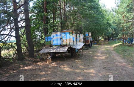 Relocalisation des abeilles Caravane dans la forêt des ruches colorées peintes Banque D'Images