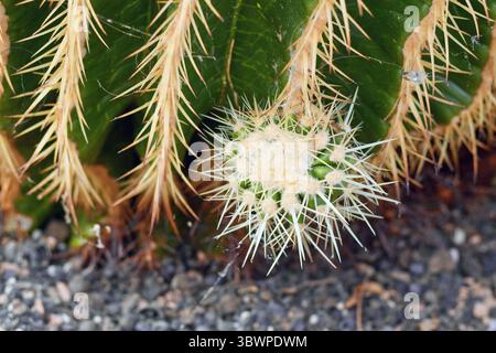 Nouvelle croissance sur de grands cactus ronds en tonneau géant 'Echinocactus Platyacanthus' à épis blancs Banque D'Images