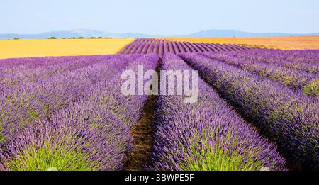 Champs de lavande naturelle avec des fleurs pour la production de parfums, cosmétiques et produits de soins à Valensole - la Méditerranée met en valeur et attr Banque D'Images