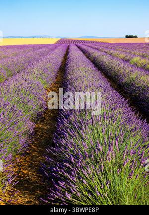 Champs de lavande naturelle avec des fleurs pour la production de parfums, cosmétiques et produits de soins à Valensole - la Méditerranée met en valeur et attr Banque D'Images