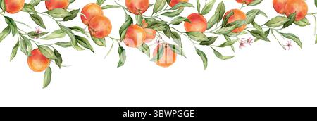 Cadre horizontal sans couture ou bannière pamplemousse tropical avec des fleurs roses. Illustration d'aquarelle dessinée à la main sur fond isolé blanc. Agrumes Banque D'Images