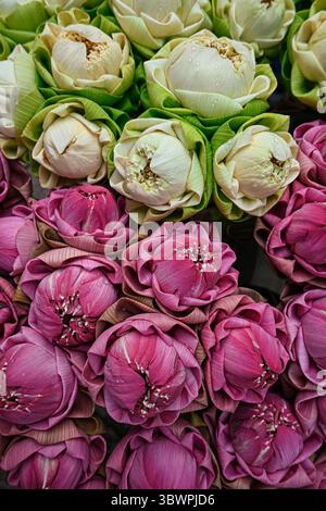 Paquets de fleurs de lotus roses et blanches avec des pétales pliés, disposés étroitement ensemble pour la vente, certains avec des gouttelettes d'eau. Banque D'Images