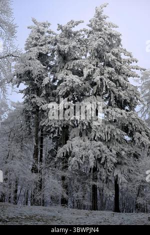 De grands conifères couverts de gel épais se dressent dans une forêt d'hiver avec une légère couche de neige sur le sol. Banque D'Images