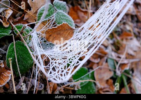 Toile d'araignée gelée étirée sur les feuilles d'automne et les plantes vertes sur le sol forestier. Banque D'Images