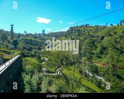 Plantations de thé vert sur des collines vallonnées avec des arbres éparpillés, une petite rivière et une route de village sous un ciel bleu vif dans une région tropicale montagneuse. Banque D'Images
