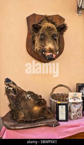 Têtes de sanglier sur le mur du magasin de boucherie, vendant des charcuteries, des saucisses, du salami et des truffes noires, Corso Sertorio dans la ville de Norcia, Ombrie, Italie Banque D'Images