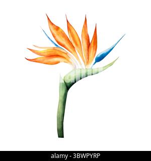 Fleur de Strelitzia réaliste. Aquarelle dessinée à la main oiseau tropical de paradis avec des feuilles vertes. Illustration botanique isolée sur transparent Banque D'Images