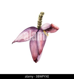 Fleur de banane réaliste. Aquarelle dessinée à la main oiseau tropical de paradis avec des feuilles vertes. Illustration botanique isolée sur fond transparent Banque D'Images