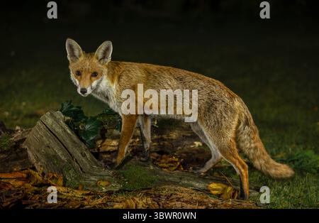 Renard roux, nom scientifique : Vulpes Vulpes, gros plan d'un renard roux alerte la nuit, face à la caméra, se tenait sur des bûches tombées. Sauvage britannique emblématique Banque D'Images