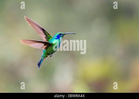 Petit violon, violette de montagne (Colibri cyanotus), en vol, vue de côté, Costa Rica, San Jose, San Gerardo de Dota Banque D'Images