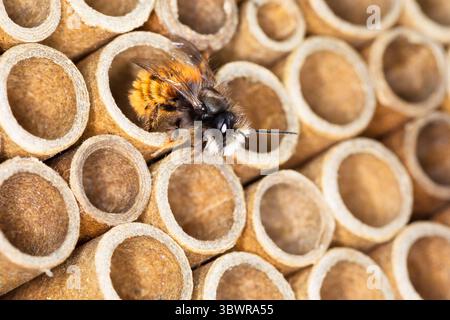 Abeille européenne du verger, abeille à cornes (Osmia cornuta), mâle sur abeille sauvage, aide à la nidification à partir de tubes, Allemagne Banque D'Images