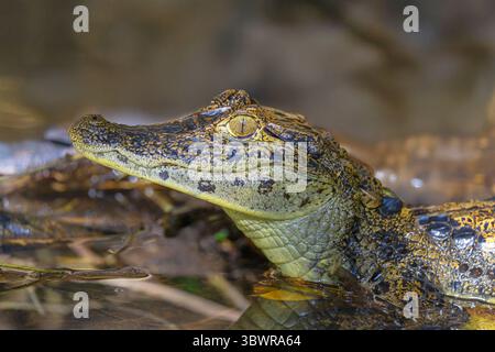 Caïman à lunettes (Caiman crocodilus), couché sur la rive, portrait, Costa Rica, Limon, Parc National de Tortuguero Banque D'Images