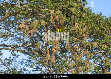 Montezuma oropendola (Psarocolius montezuma, Gymnostinops montezuma), nids de construction d'oiseaux, Costa Rica, Limon, parc national de Tortuguero Banque D'Images