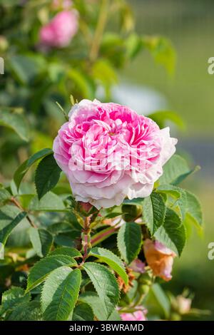 Reine du Danemark Rose (Rosa 'Koenigin von Daenemark, Rosa Koenigin von Daenemark, Rosa Dronningen af Danmark), fleur du cultivar Koenigin von Daenema Banque D'Images