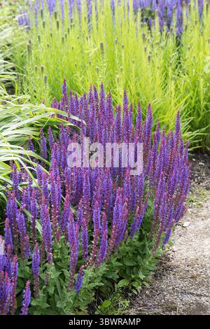 Sauge des bois, sauge des Balkans, sauge des bois (Salvia nemorosa 'Ostfriesland', Salvia nemorosa Ostfriesland), cultivar Ostfriesland Banque D'Images