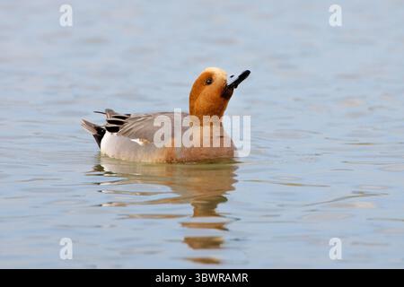 Wigeon européen, wigeon eurasien, widgeon, wigeon (Anas penelope, Mareca penelope), natation drake, vue latérale, Italie, Toscane, Italie, Toscane Banque D'Images