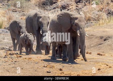 Éléphant d'Afrique, éléphant de brousse d'Afrique, éléphant de savane d'Afrique (Loxodonta africana), vaches éléphantes marchant à travers la savane avec éléphant veau Banque D'Images
