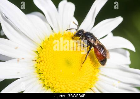 Abeille coucou (Specodes spec.), fréquentation de fleurs sur Marguerite, Allemagne Banque D'Images