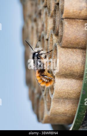 Abeille européenne du verger, abeille à cornes (Osmia cornuta), mâle sur abeille sauvage, aide à la nidification à partir de tubes, Allemagne Banque D'Images
