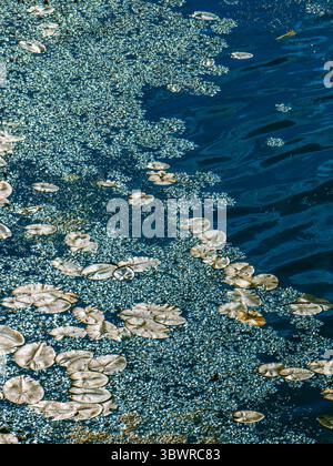 Des nénuphars dorés et bruns flottant gracieusement sur un étang bleu profond, créant une scène estivale sereine et tranquille remplie de beauté naturelle Banque D'Images